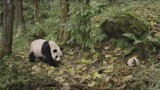 Mommy Panda Loves Her Baby Panda