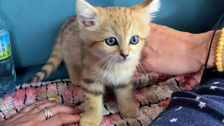 New Family Member: A Cute Sand Cat!
