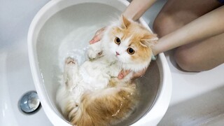 Other kittens only wash their paws, why should I take a bath? ? ? [Hua Hua and the Three Cats]