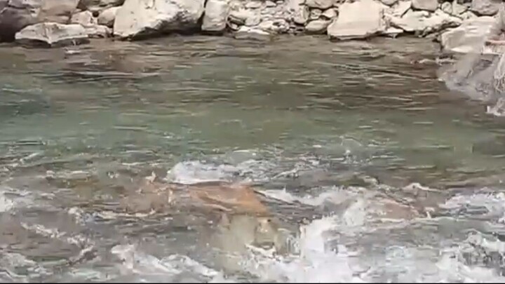 cast net fishing in Nepal |