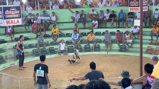unang laban sa pagsasabong talo