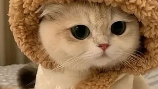 My cat 😺😺😺