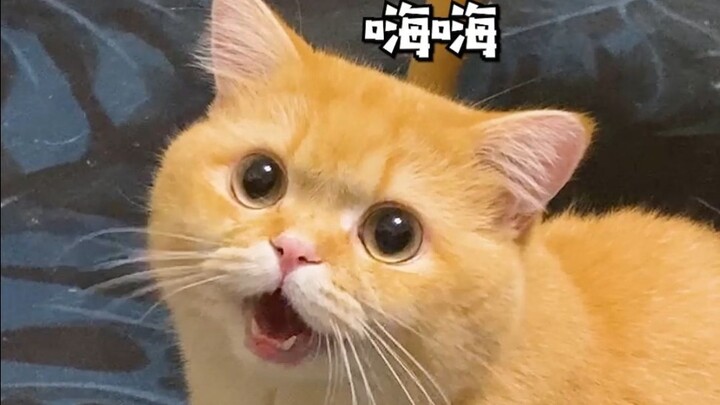 “Thế giới nát bét, mèo thì khâu vá từng chút một”