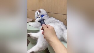 Hôm nay lại là chuyên mục trêu con boss của mình ^^ suhuong meocute trollboss meow