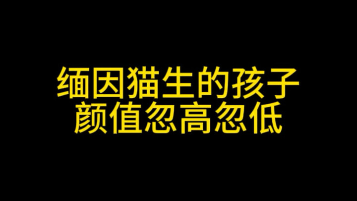 Maine Coon kittens are like mystery boxes—what the heck is the last one?