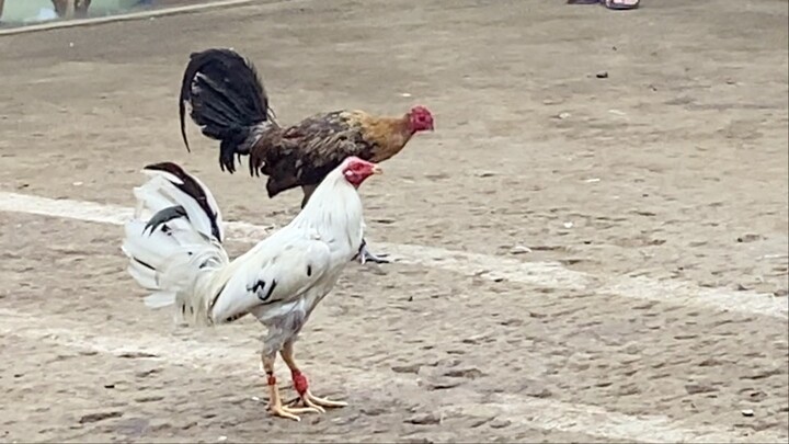 SPANGLED VS HENNIE, 170K PARADA NAKASAHAN LUCENA VS GUMACA #Sabong LUCENA CITY 3