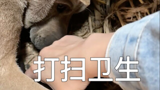 When I cleaned up the doghouse, the dog thought it was about to be kicked out of the house, looking 