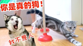 Husky: Này anh bạn, anh là chó mà! Một con mèo và một con husky đã thi nhau chạy và bị dọa sợ!