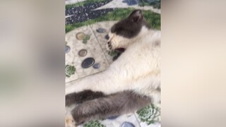 Mẹ up clip mà ngáp theo bé luôn monleo meo meow meomeo thucung thucungcute meocute cat cutecat pet