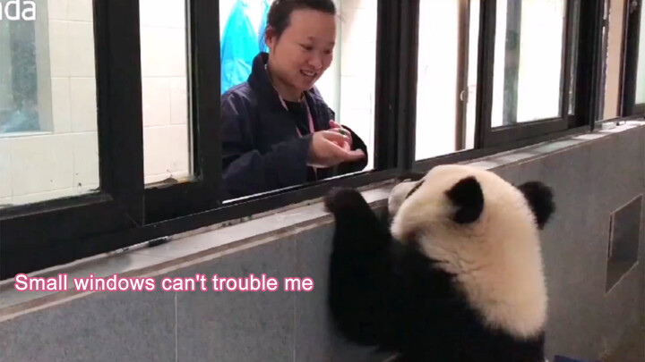 [Animal] [Baby Panda] Longing for the World Outside