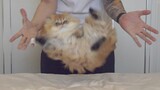 【Animal Circle】Cat flipping challenge! Cat is embarrassed.