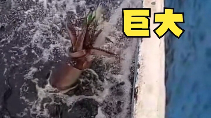 An ocean liner spots a giant Humboldt squid.