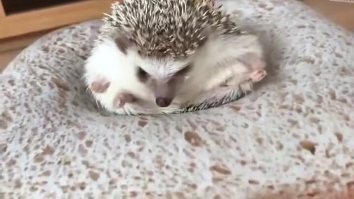 A little hedgehog that can’t get up from sitting on a loaf of bread