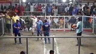 # yellow legged hatch stagvs cock