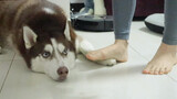 [Động vật]Sự khác biệt khi ông chủ nhà và bà chủ giẫm lên chân husky