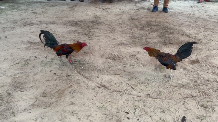 Henny 1hit #sabong #bigwin🥳