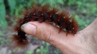 Mencoba Makanan Pedas Besar (Larva Ngengat)