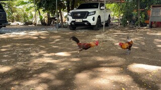 my broodstag (lemon gull, yung may palong) test fire