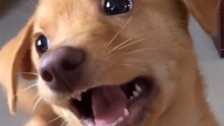 هل يميل الجميع إلى تفضيل الكلب الأول الذي يربّونه؟