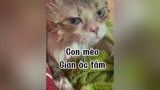 15 ngày mình tắm cho mèo 1 lần. Mèo con 5 tuần có thể tắm được. Nhé các bác. cute mèo