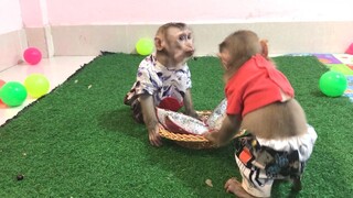 Dragon fruits and play, the three monkeys
