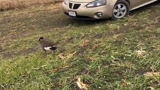 Kakak di jalan diikuti oleh seekor "angsa terbang"—sejenis angsa liar—adik kecil, kamu mau apa nih?