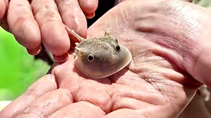 Kepiting kecil: Harus merayap sampai kapan, baru bisa menaklukkan Gunung Lima Jari ini?!