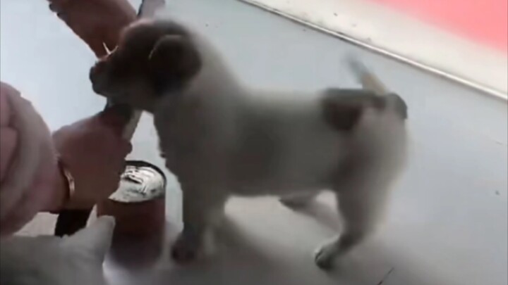 Yan Wang: Who posted the dog head emoji?