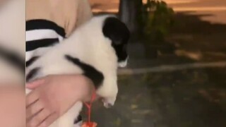 Cinta murni anak-anak terhadap anjing, serta kebaikan hati mereka yang tak bisa disembunyikan