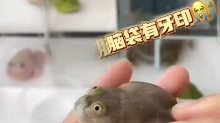 เมื่อลิงก์แรกกินลิงก์ที่สอง