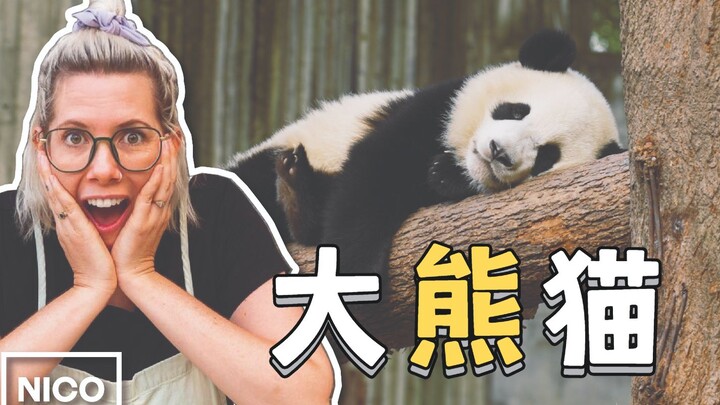 【Loạt video Thành Đô – Phần 4】Độ đáng yêu vượt ngưỡng! Blogger người Anh cuối cùng đã được gặp gấu t