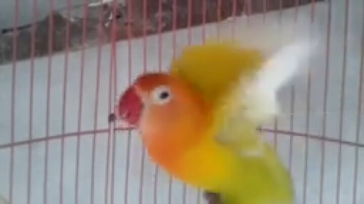 DIJAMIN!!! Semenit SAJA Dengar LOVEBIRD ini BUNYI, LOVEBIRD anda BISA RAME NGEKEK, CEREWET FULL