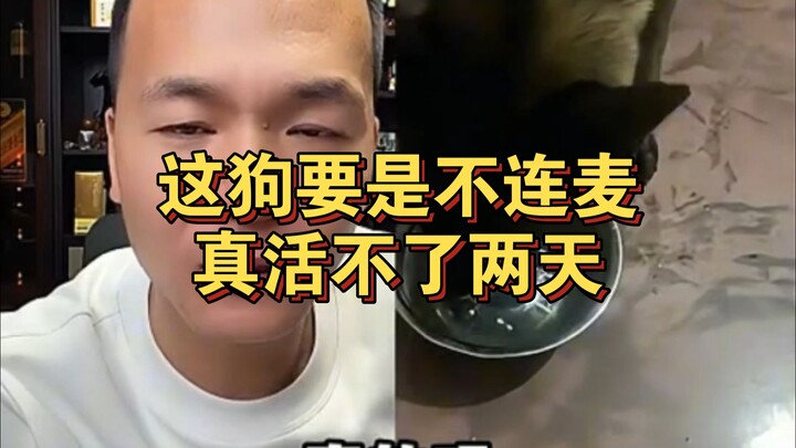 If this dog doesn’t join the livestream, it won’t last two days—Pan Hong is totally speechless.