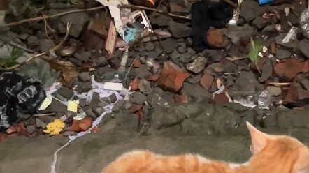 Gentle Stray Kitten # Cat Daily Life Vlog It’s Getting Colder and Raining # Gentle Stray Kitten