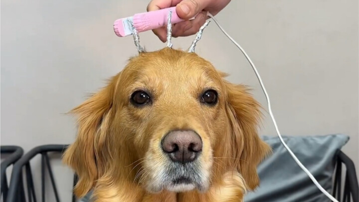 The dog's fancy haircut turns into a disaster