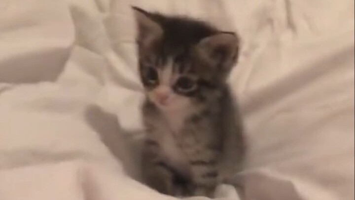 The world is falling apart, but the little cat mends it piece by piece.