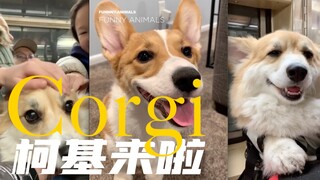 Ai lại yêu corgi nữa rồi! Đáng yêu cực độ!