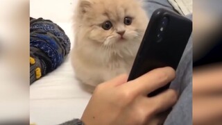 Kumpulan video kucing konyol dan imut