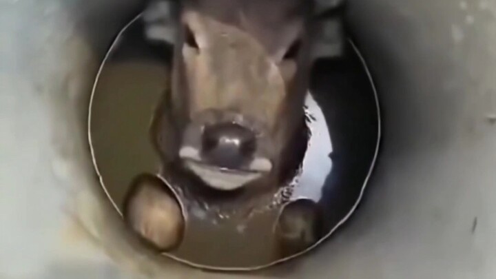 Những loài động vật này còn cứu được không, xem ngay đi!