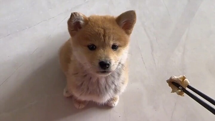 果然，中华田园犬不吃主人筷子上的食物，好狗！