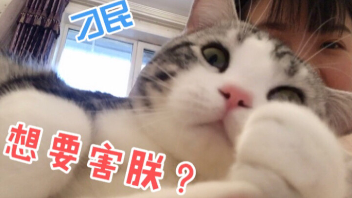 Cat: I just did a little midnight dance—do you really have to get me back like this during the day?