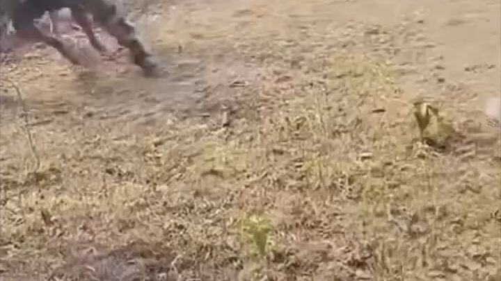 gjj