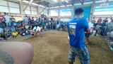 Dalusapi ko vs 3x winner na puti. matira matibay.