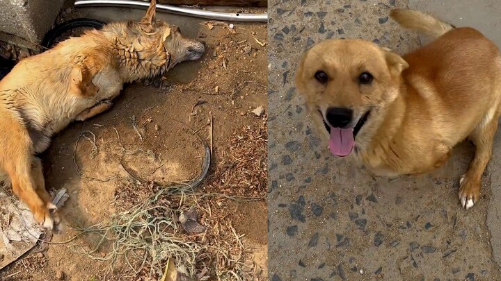 Anjing Kuat berkali-kali nyaris mati, tapi tetap bertahan hidup dengan tegar. Sang pemilik berkata: 