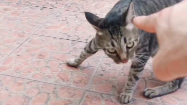 Master Miao: Jari Penawan Langit dari Alam Luas! Menghabisi si bebek mas.