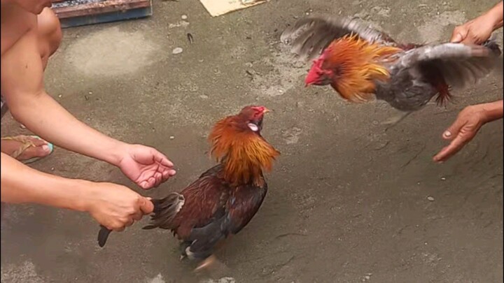 practice muna ng mga balbasaradong stag