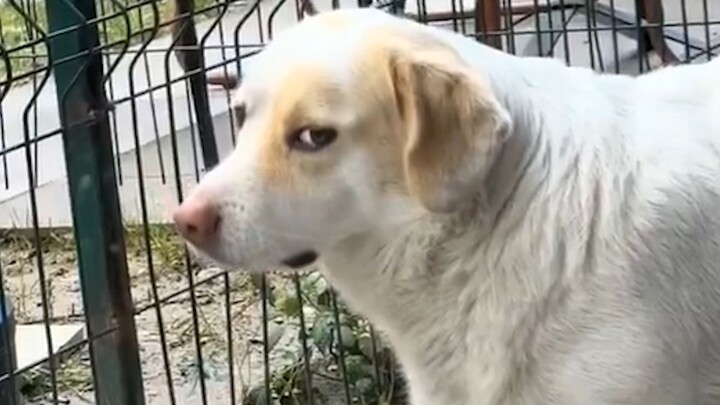 “A social-anxiety dog’s eyes can’t hide it!”