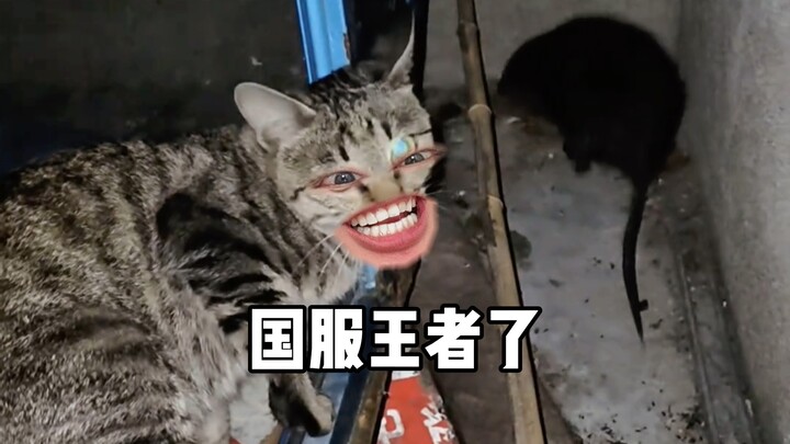 Cat: If you think you can do it, then do it yourself.