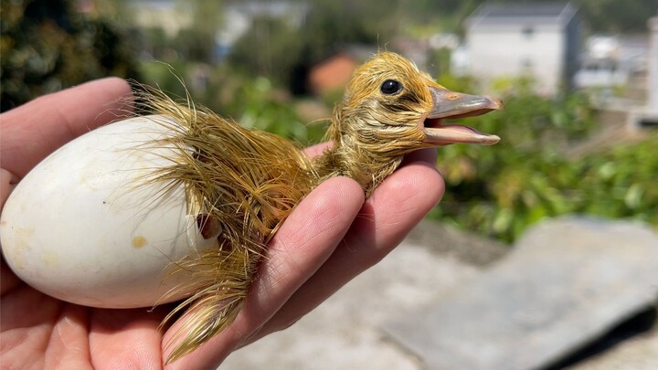 ไก่แม่และเครื่องฟักไข่แข่งกันฟักไข่เป็ด ใครเร็วกว่ากัน?