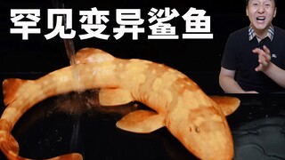 I bought a mutant shark for 1,200 yuan. Many old fishermen have never seen one in their lives. I mad